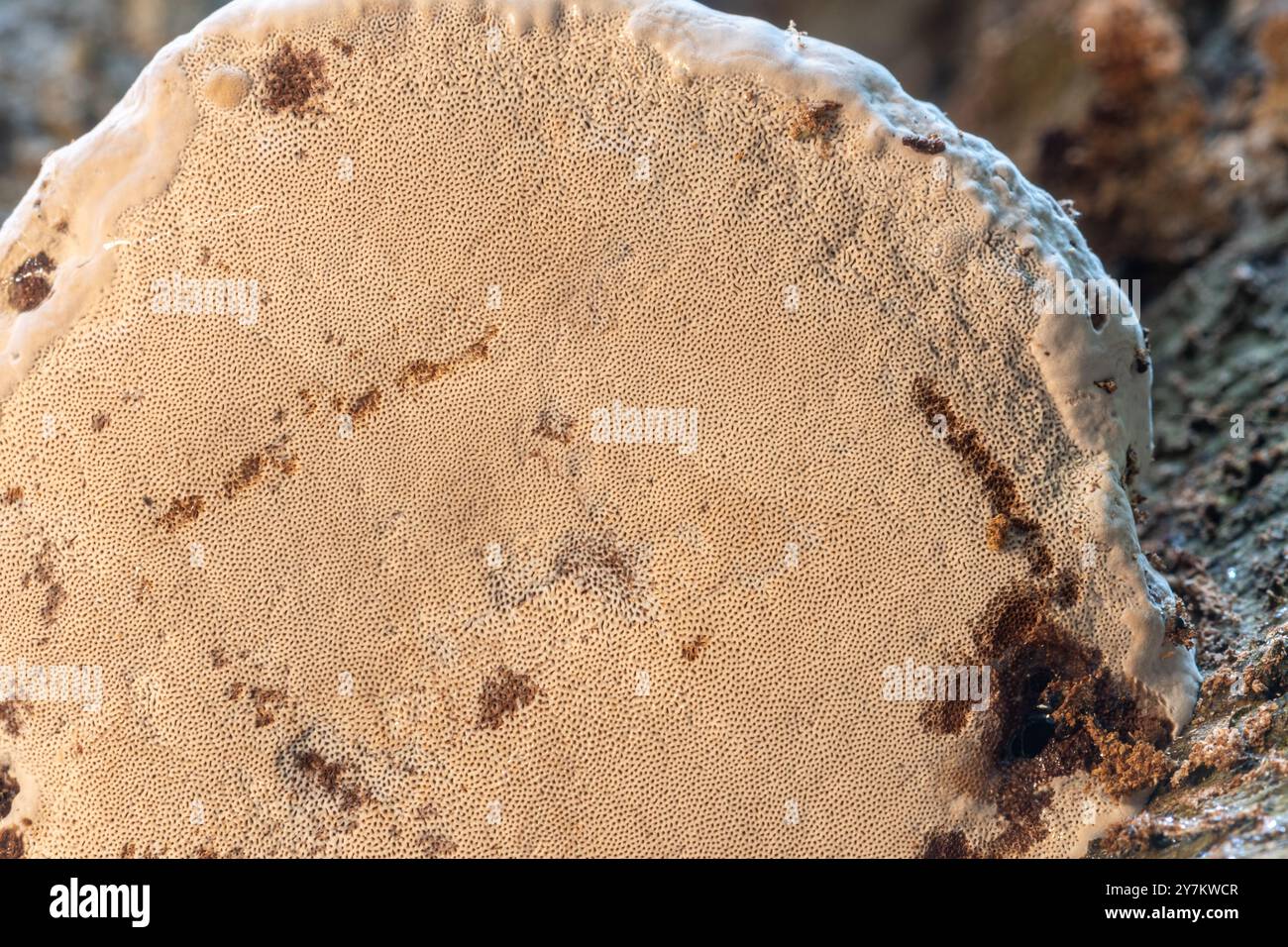 Underside of a bracket fungus or polypore showing the pores, UK woodland during autumn Stock Photo