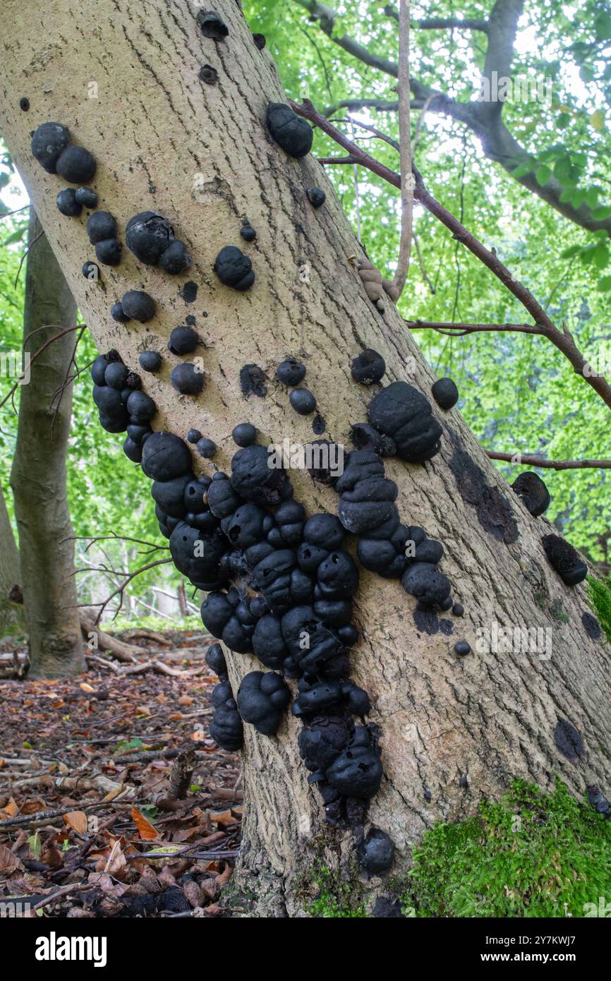 King Alfred's Cakes (Daldinia concentrica), round black fungi growing on the trunk of a beech tree during autumn, England, UK Stock Photo