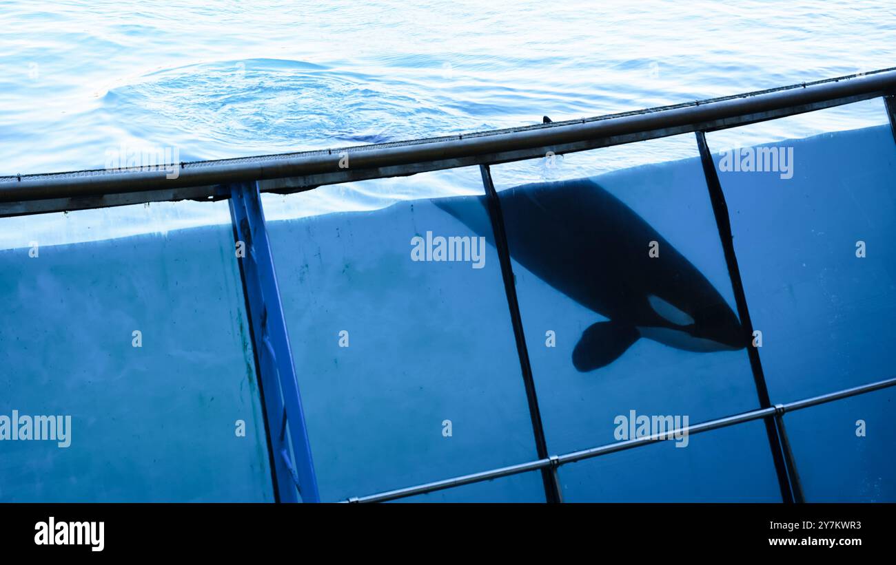 Killer Whale in Captivity at Marineland, Antibes, France Stock Photo