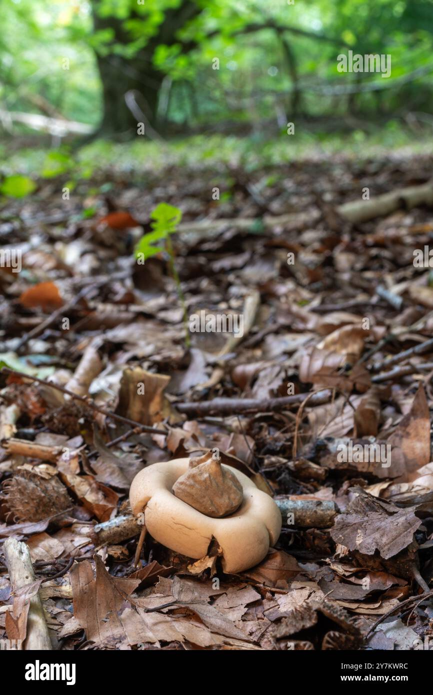 Collared earthstar fungus (Geastrum triplex) in beech woodland on the chalk of the North Downs, Surrey, England, UK, during autumn Stock Photo