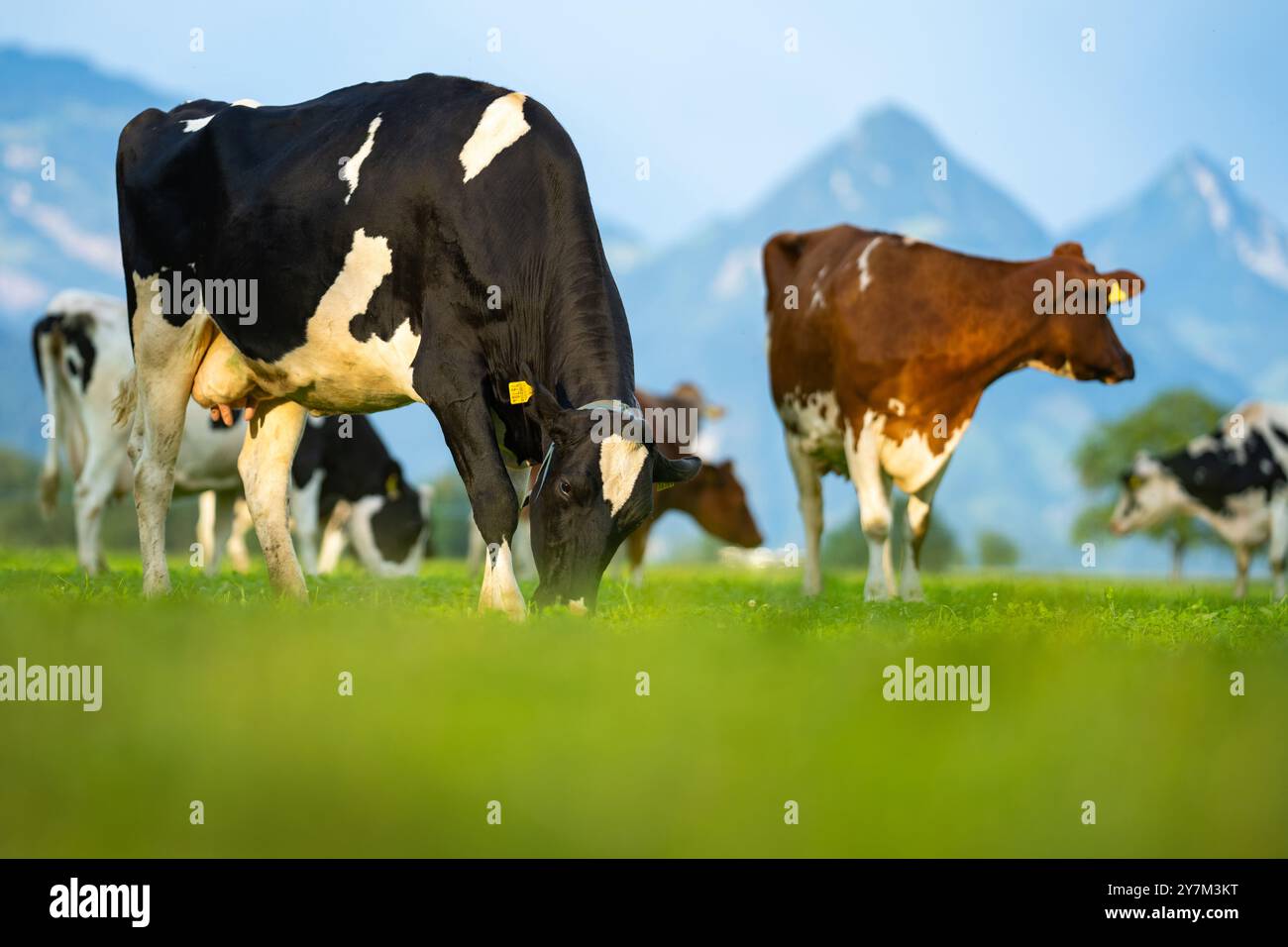 Cow grazing. Cattle in the grass field Stock Photo - Alamy