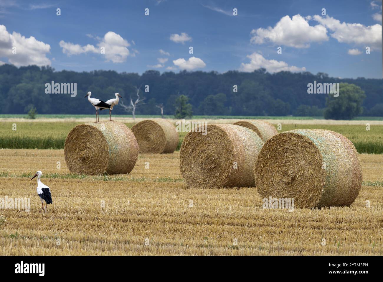 Storks on field with straw bales Stadthagen Nordsehl Germany Stock Photo