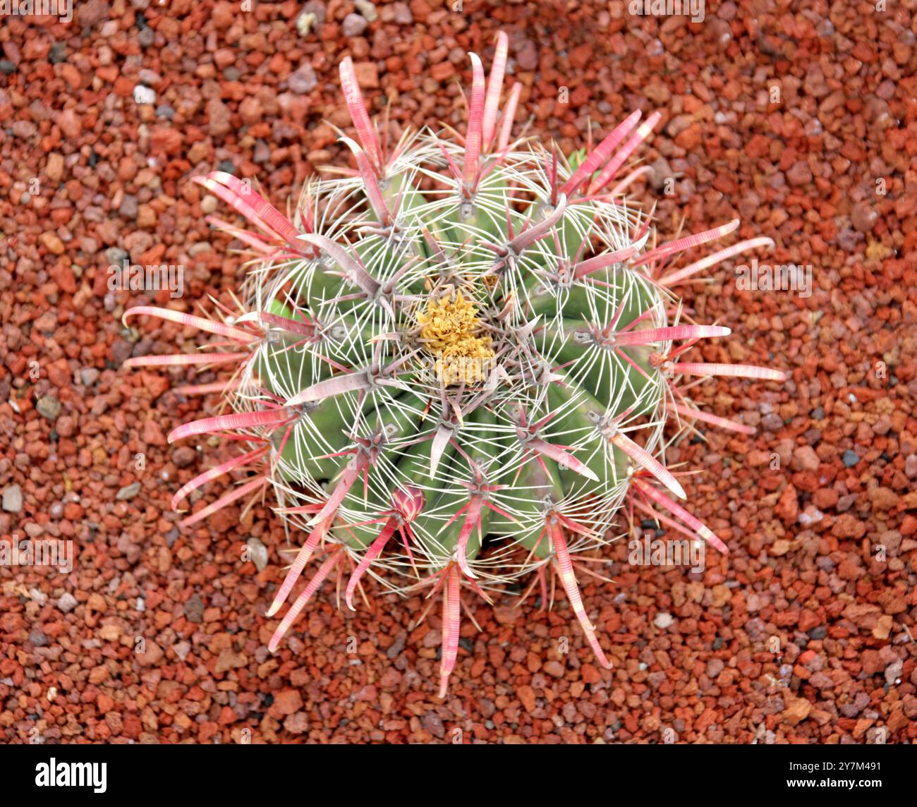Devil's Tongue Barrel Cactus or Crow's Claw Cactus, Ferocactus latispinus, Cactaceae. Southern Mexico. Stock Photo