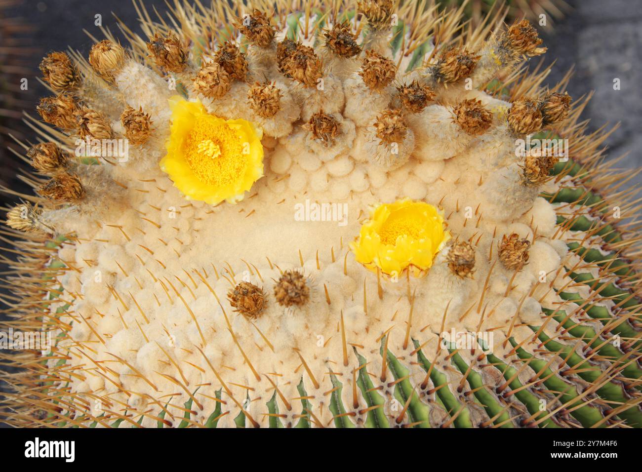 Golden Barrel Cactus, Echinopsis grusonii, Cactaceae. Jardin de Cactus, Guatiza, Lanzarote, Canary Islands, Spain. Stock Photo