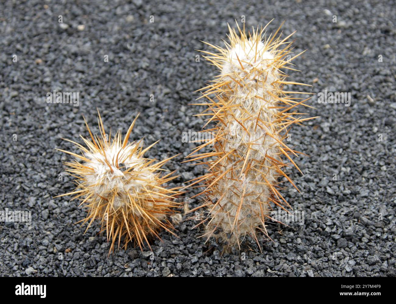 Old Man of the Andes, Oreocereus leucotrichus, Cactaceae. South Peru and North Chile, South America. Stock Photo