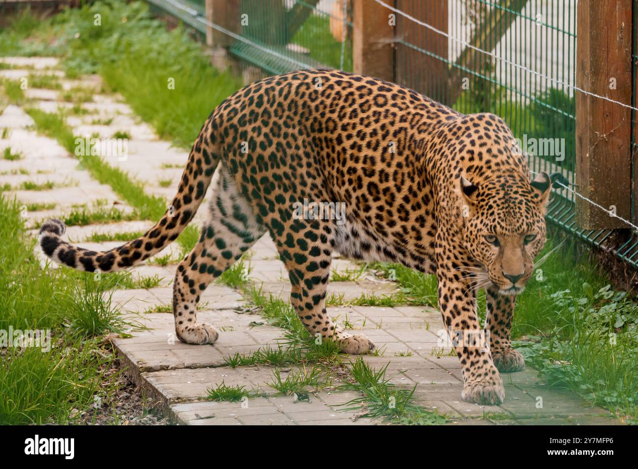 Intricate spot patterns hi-res stock photography and images - Alamy