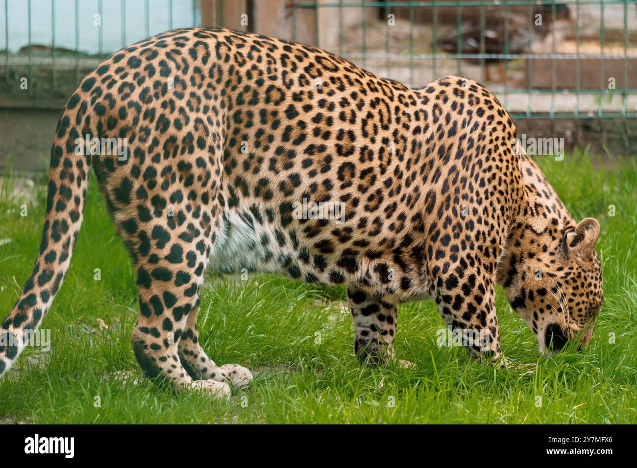 Leopard Exploring Naturalistic habitat hi-res stock photography and images - Alamy