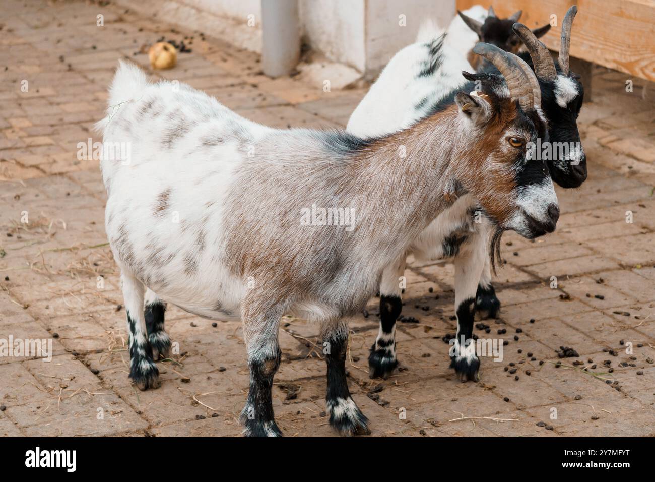 Charming Playful Goats in Rustic Farmyard Setting. Stock Photo
