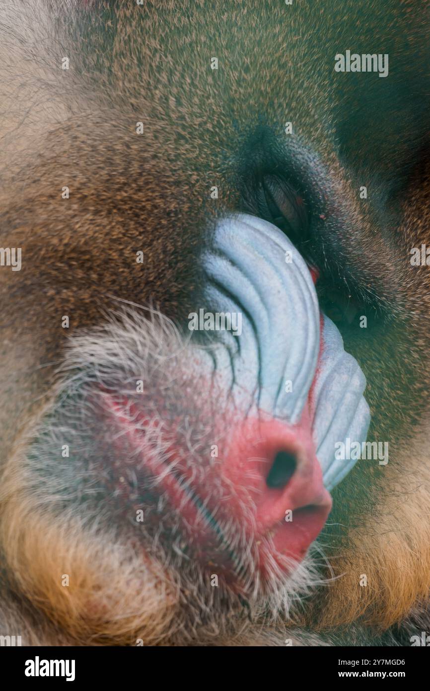 Snout features hi-res stock photography and images - Alamy