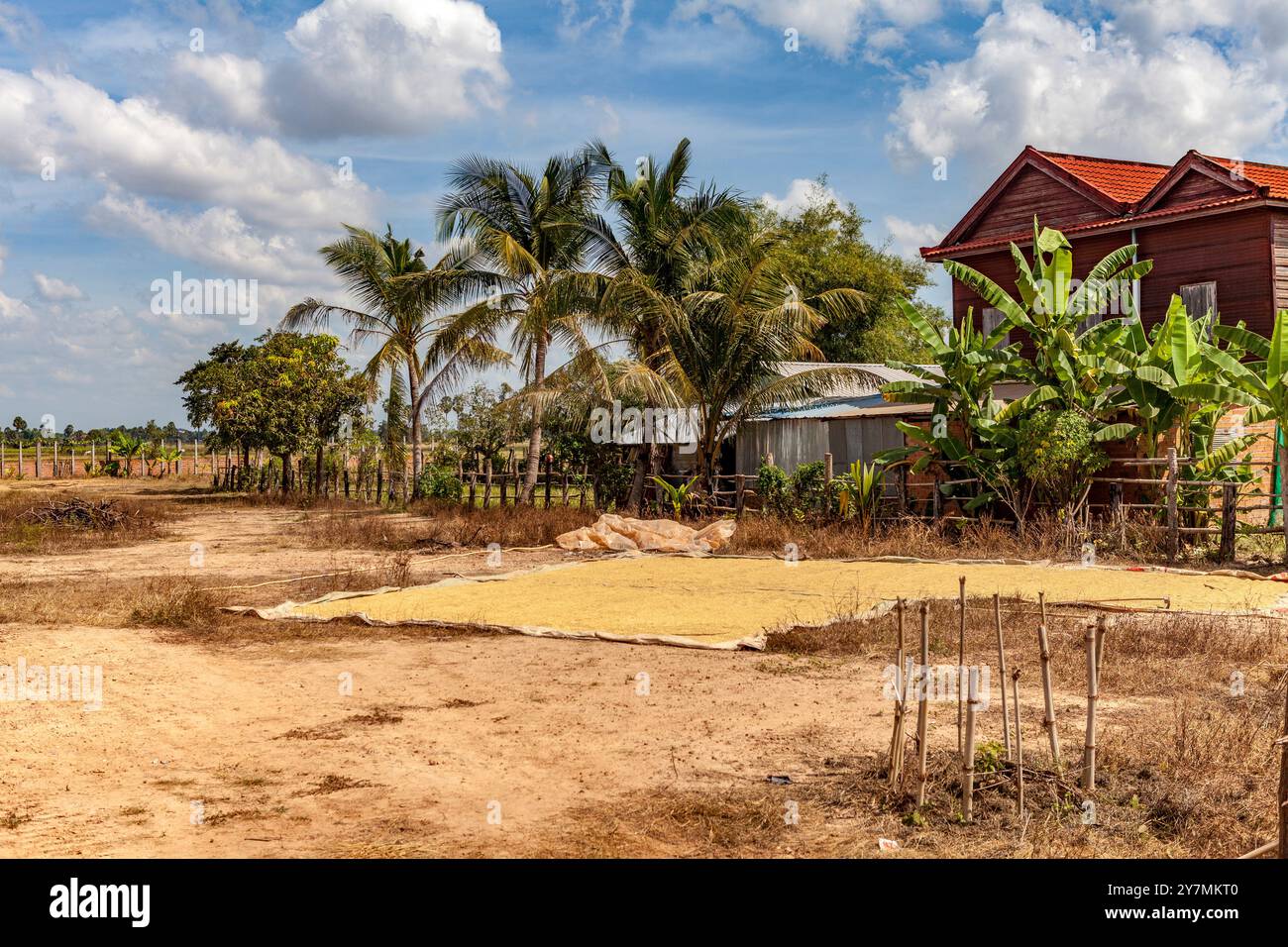 Drying crops, Tonle Sap lake, Cambodia Stock Photo