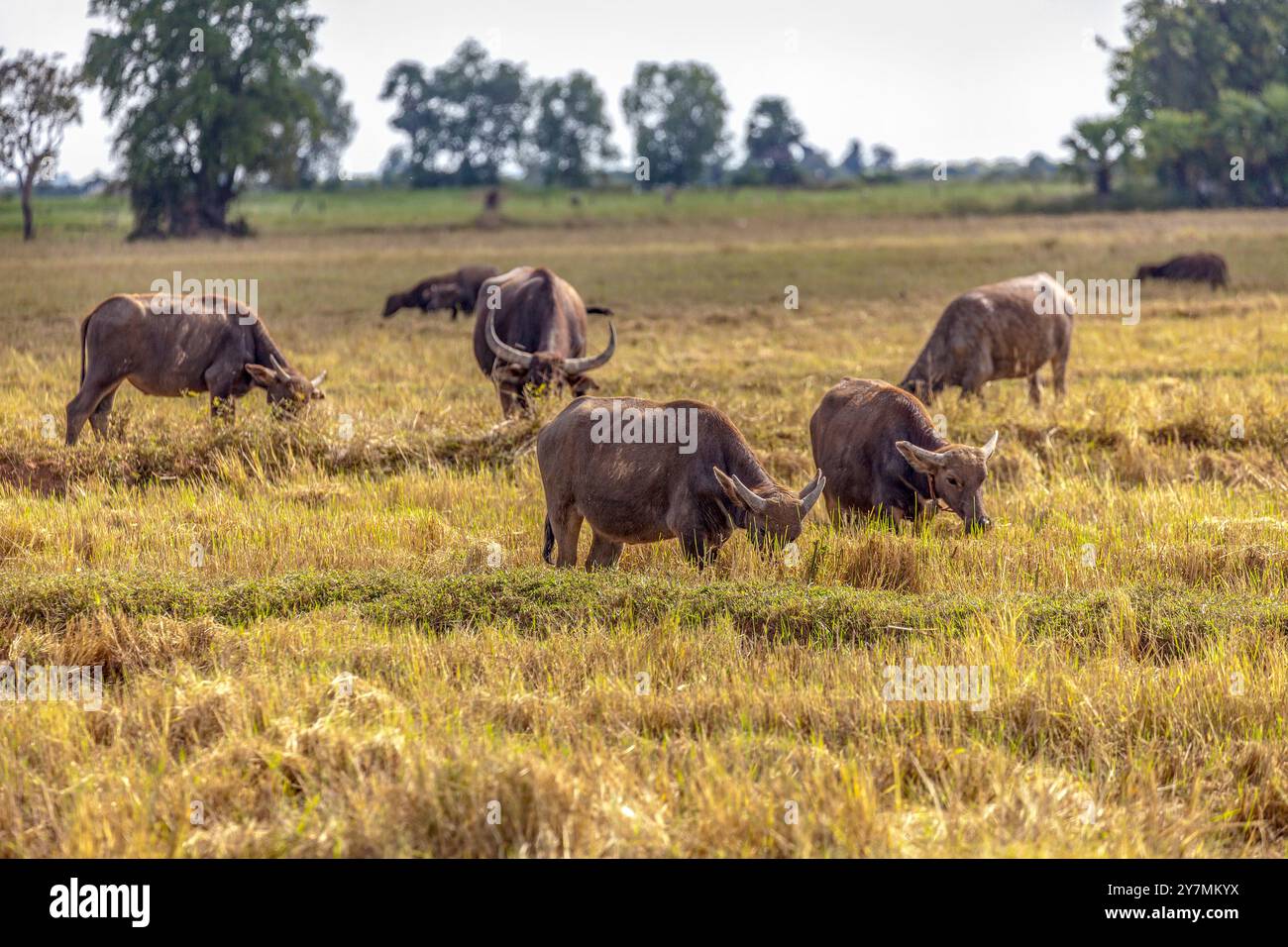 Water buffaloes grazing in a field near Tonle Sap, Cambodia Stock Photo ...