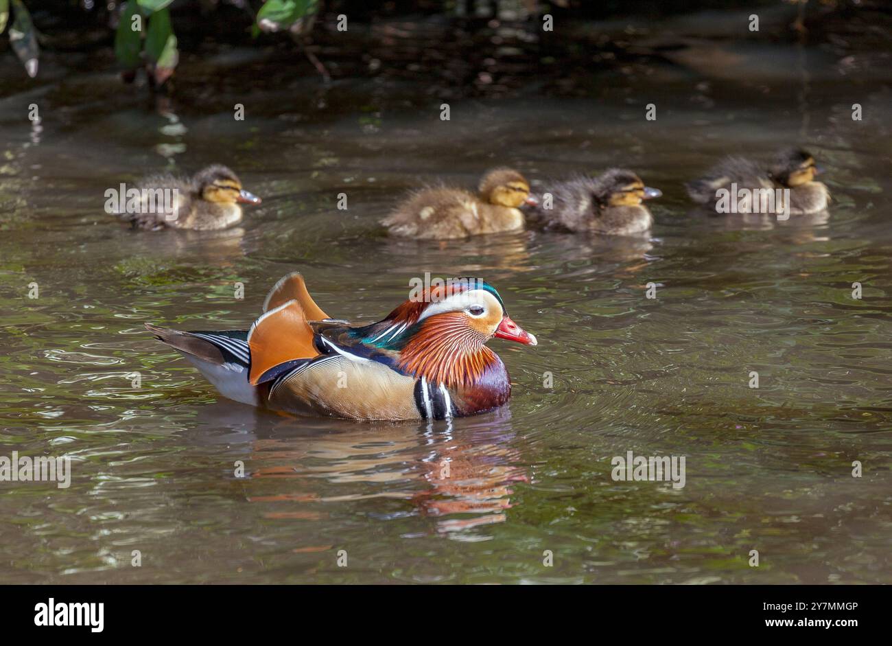 Mandarin duck with mallard ducklings Stock Photo