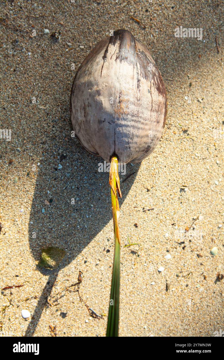 Coconut sprouting on the beach, Fiji Stock Photo - Alamy