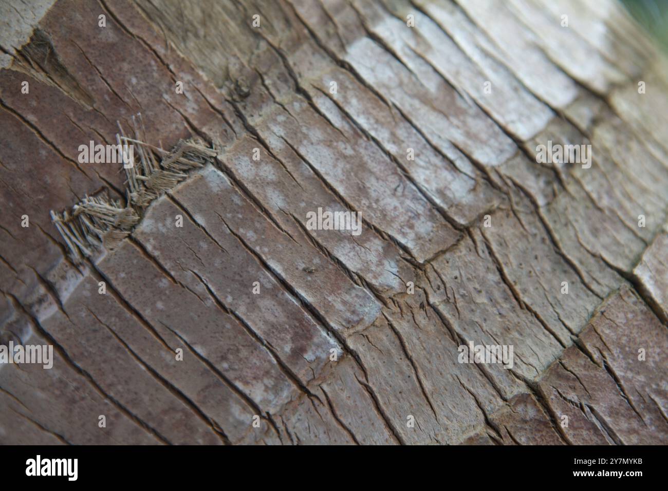 Palm tree trunk background texture Stock Photo