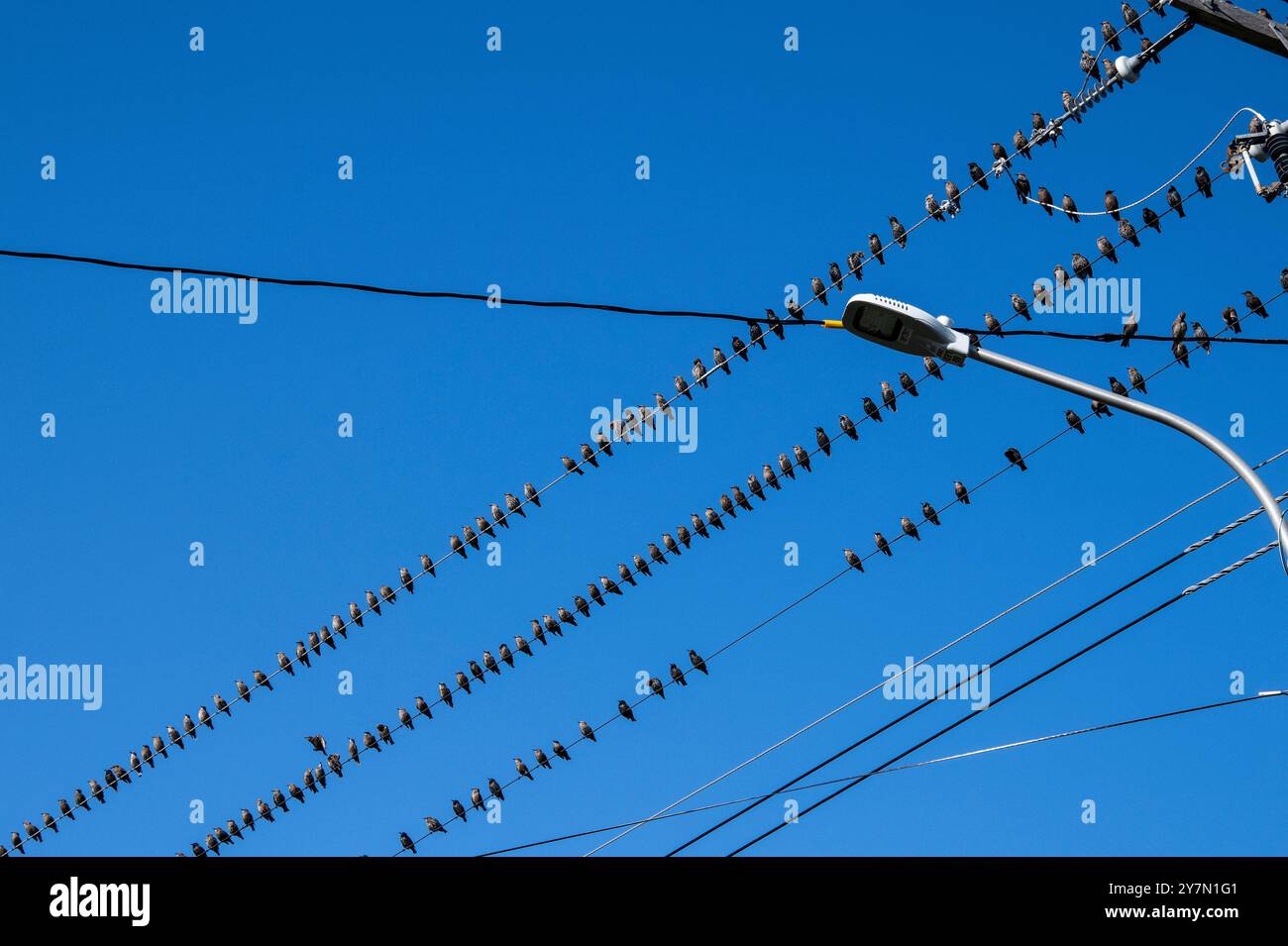 Birds sitting on a wire in Petty Harbour–Maddox Cove, Newfoundland & Labrador, Canada Stock Photo