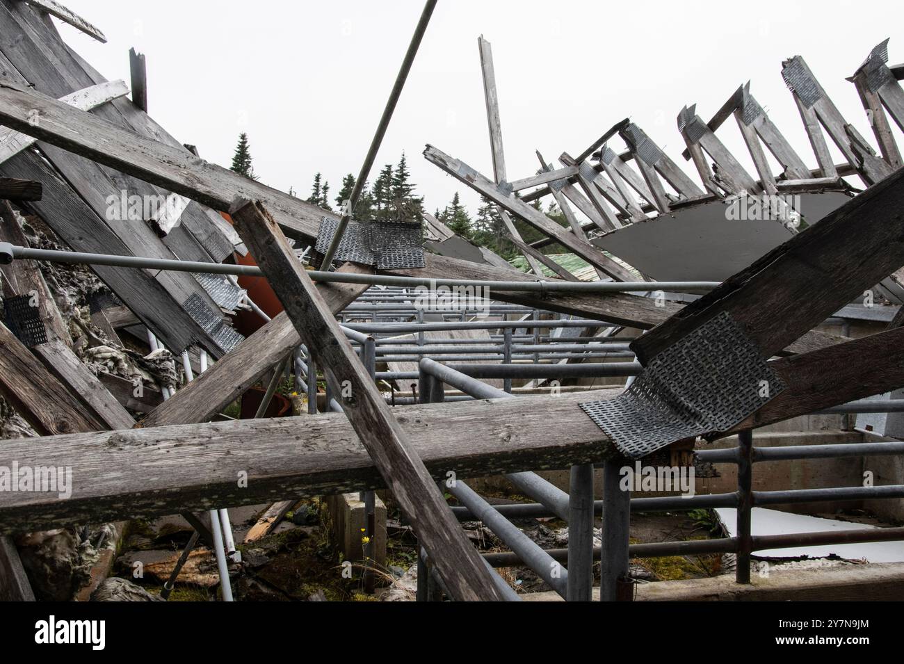 Collapsed buildings at the abandoned dilapidated Central Swine Breeding ...
