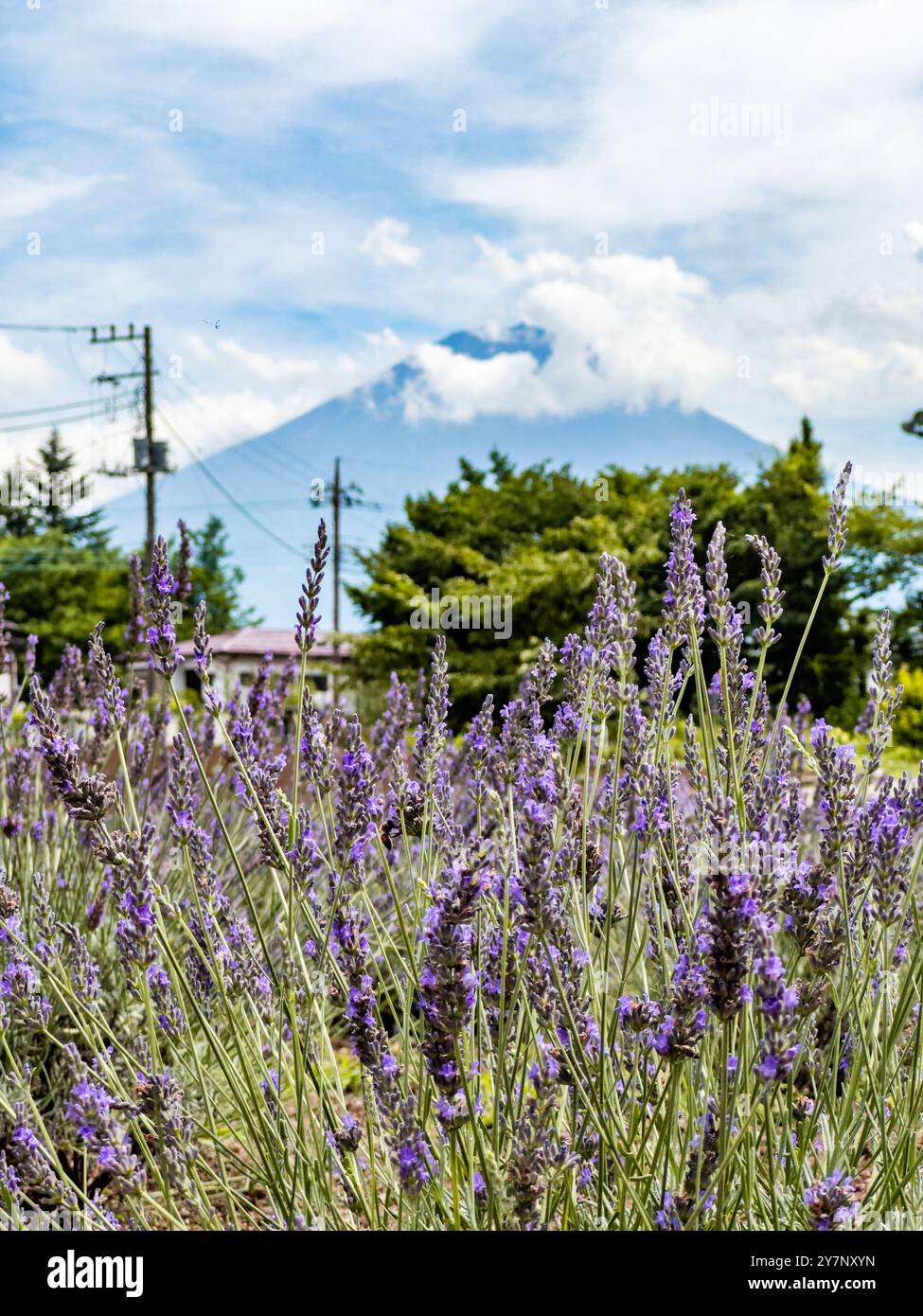 Fujisan flower hi-res stock photography and images - Alamy
