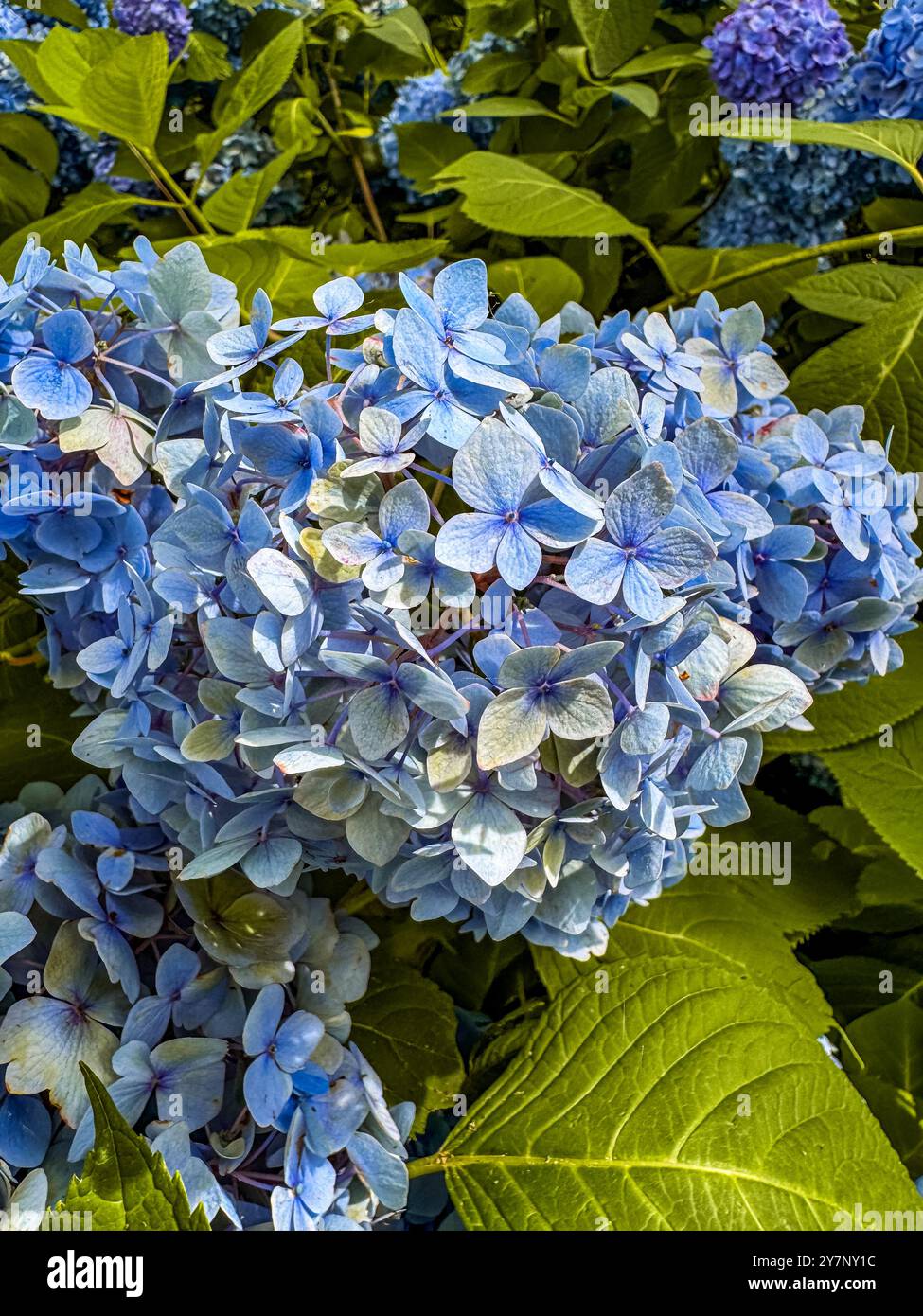 Fujisan flower hi-res stock photography and images - Alamy