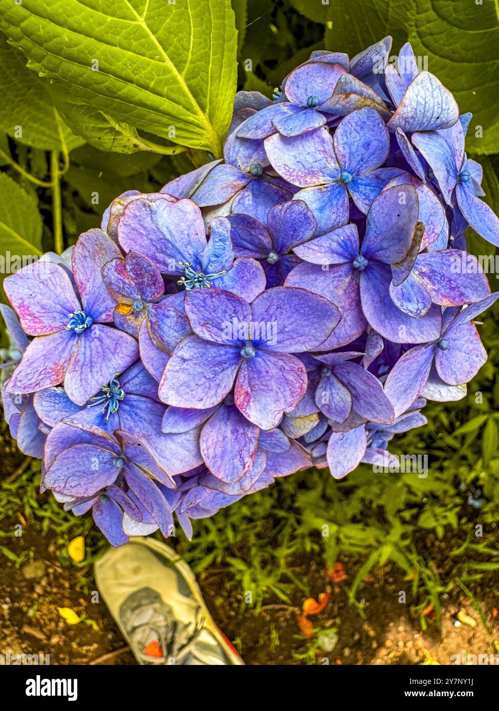 Fujisan flower hi-res stock photography and images - Alamy
