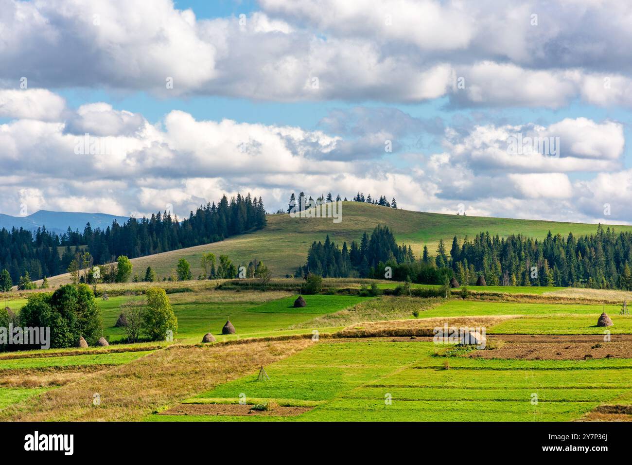 rural landscape in mountains. sunny autumn day. carpathian countryside of ukraine. scenery with haystacks on the field in dappled light. fluffy clouds Stock Photo