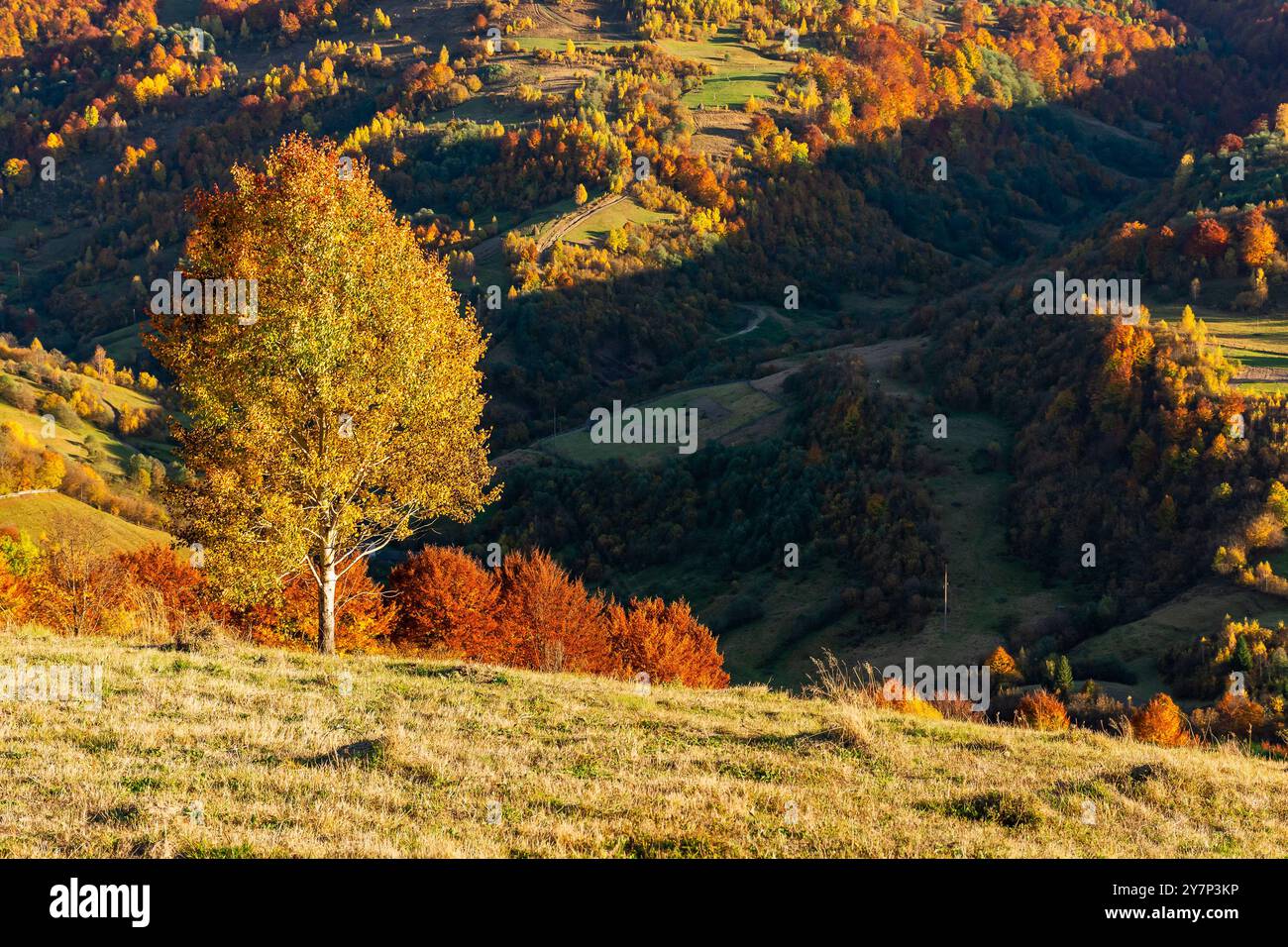 autumn landscape in carpathian mountains. rural scenery with trees in colorful foliage. countryside with rolling hills on a sunny afternoon in fall se Stock Photo