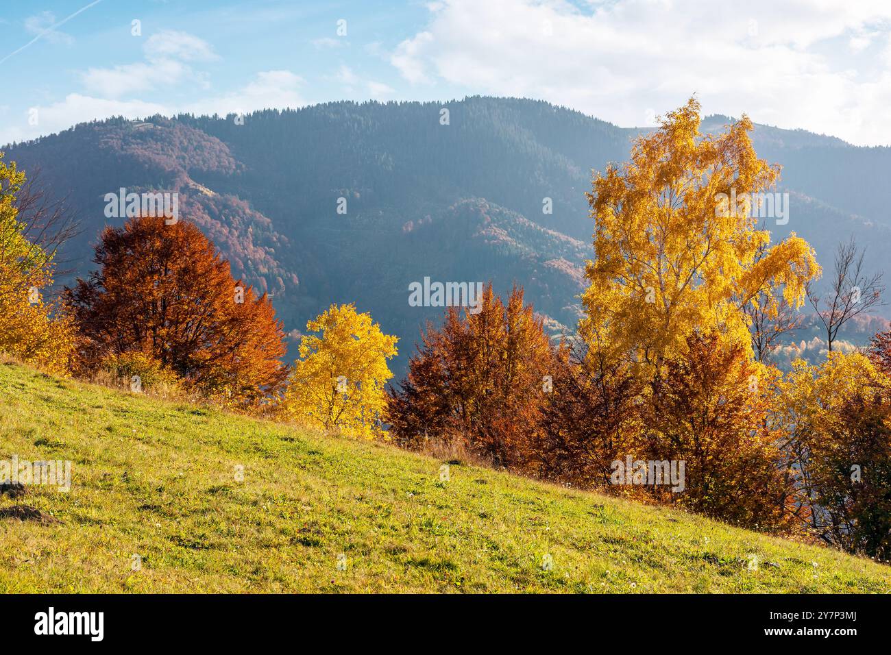 autumn landscape in carpathian mountains. rural scenery with trees in colorful foliage. countryside with rolling hills on a sunny afternoon in fall se Stock Photo