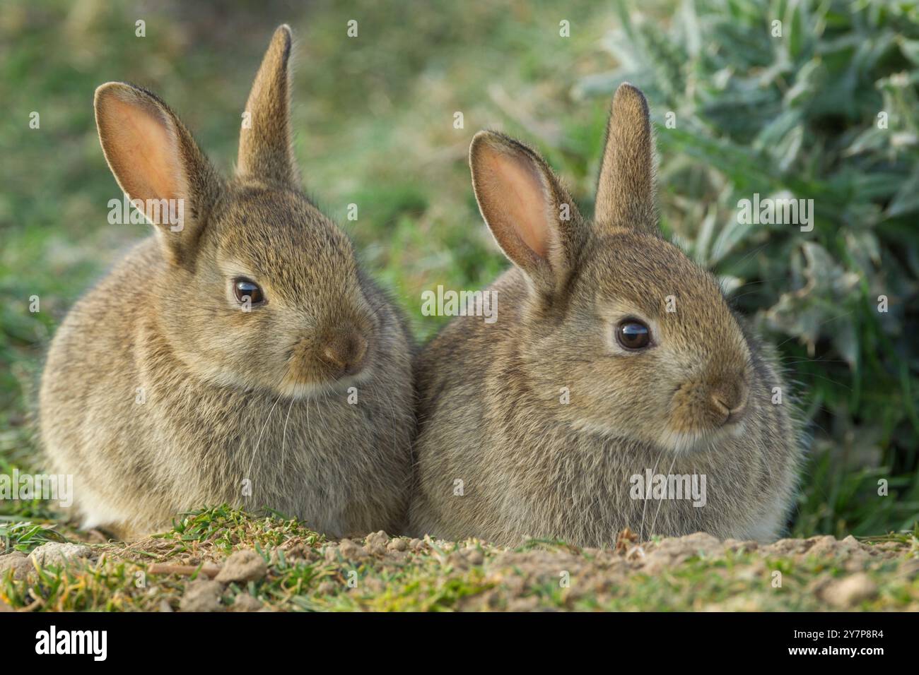 Wild rabbit (Oryctolagus cuniculus).  Two cute young rabbits sitting together close to their warren at the edge of a moor in  the North York Moors nat Stock Photo
