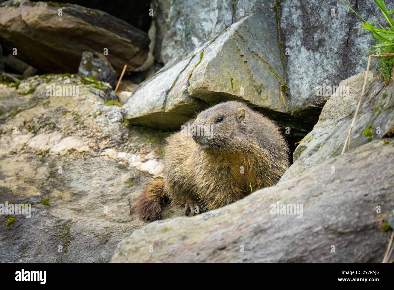 An alpine marmot sitting on a rock on a sunny day in summer in the Austrian Alps Rauris Austria Stock Photo