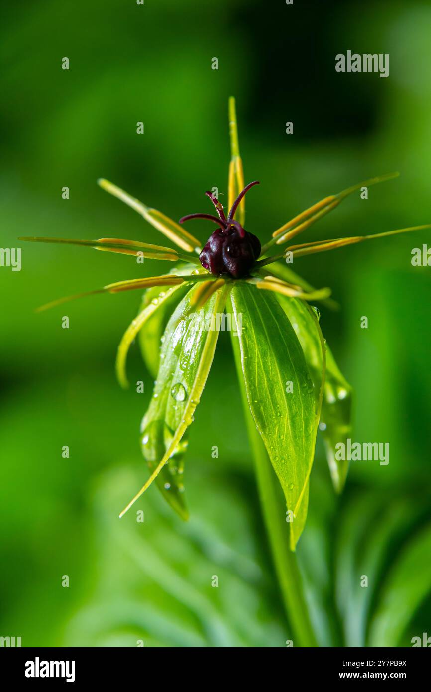 Paris quadrifolia in bloom. It is commonly known as herb Paris or true lover's knot. Stock Photo