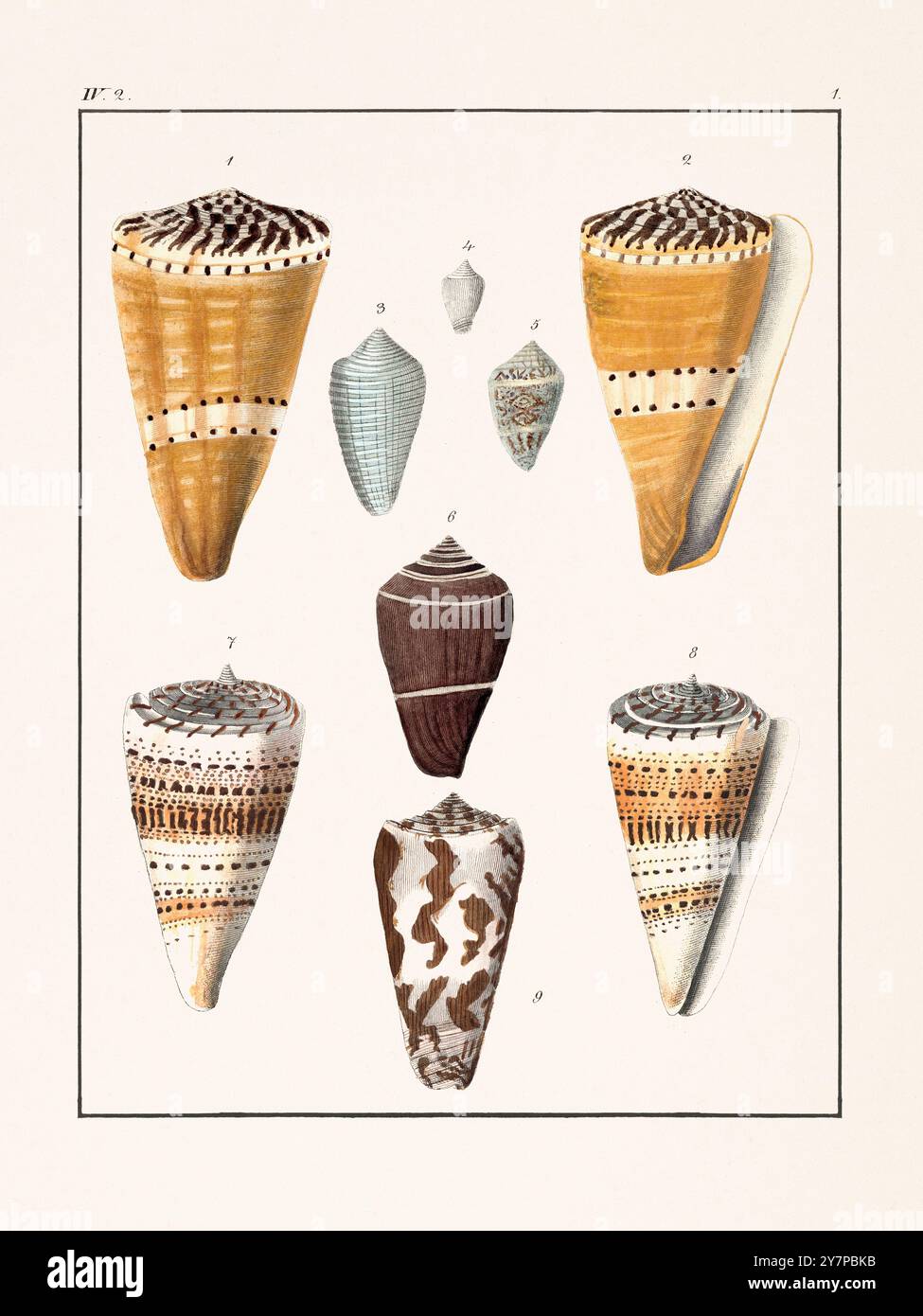 Seashell morphology hi-res stock photography and images - Alamy