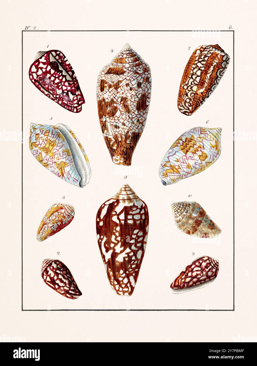 Collection of seashells. Vintage German illustration featuring ...