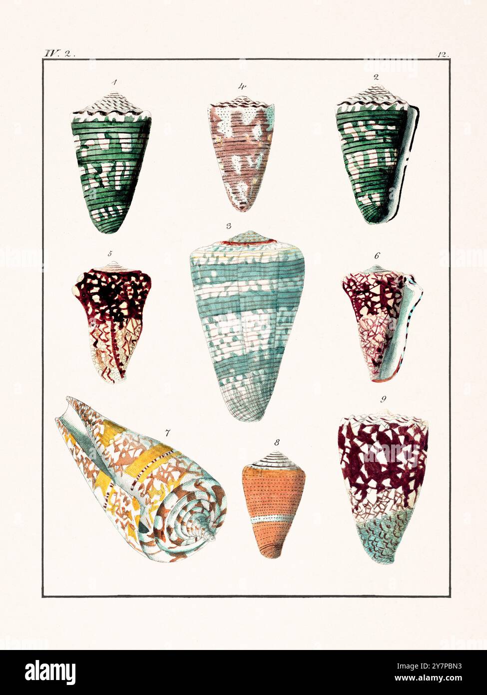 Collection of seashells. Vintage German illustration featuring ...