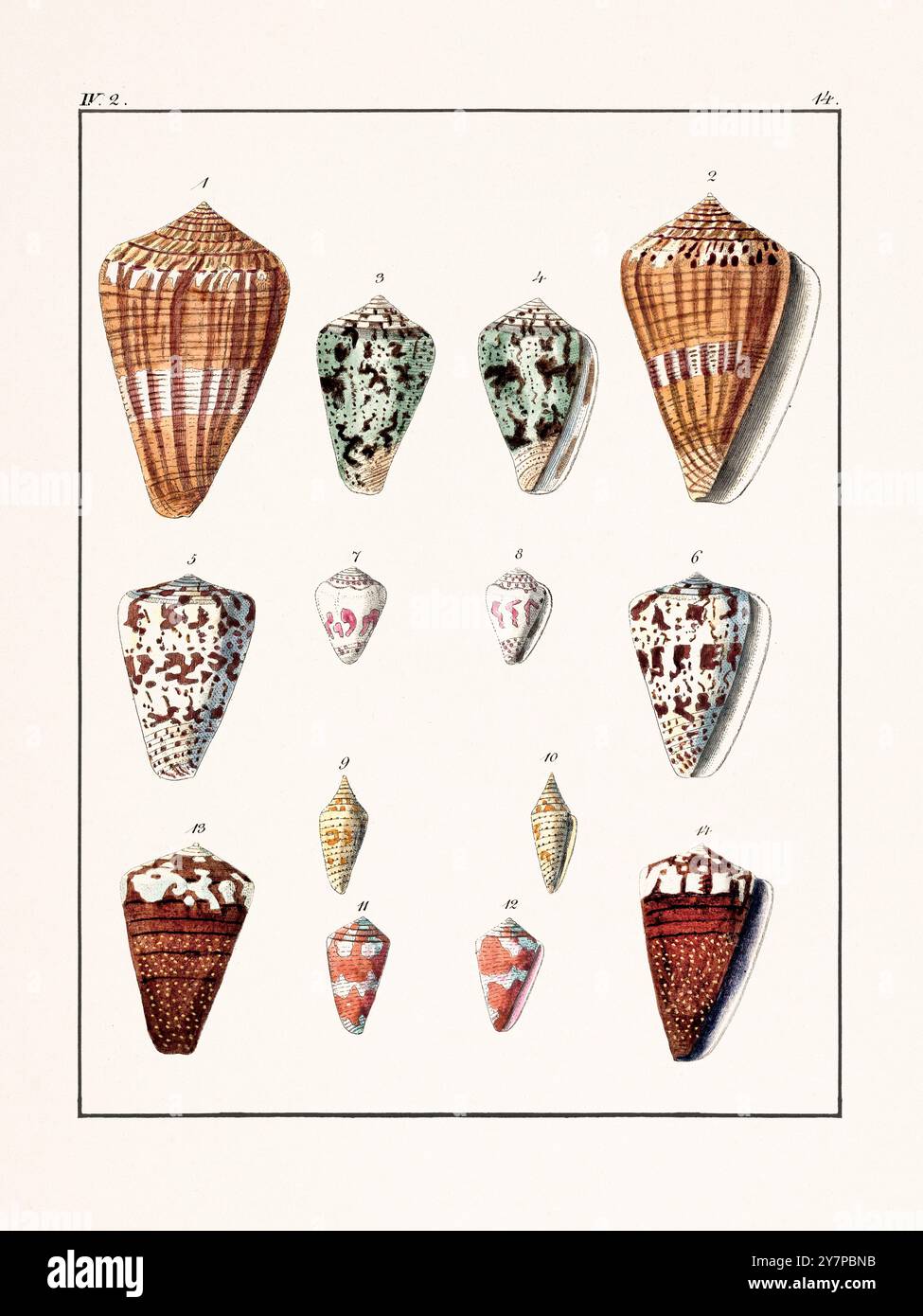 Collection of seashells. Vintage German illustration featuring ...