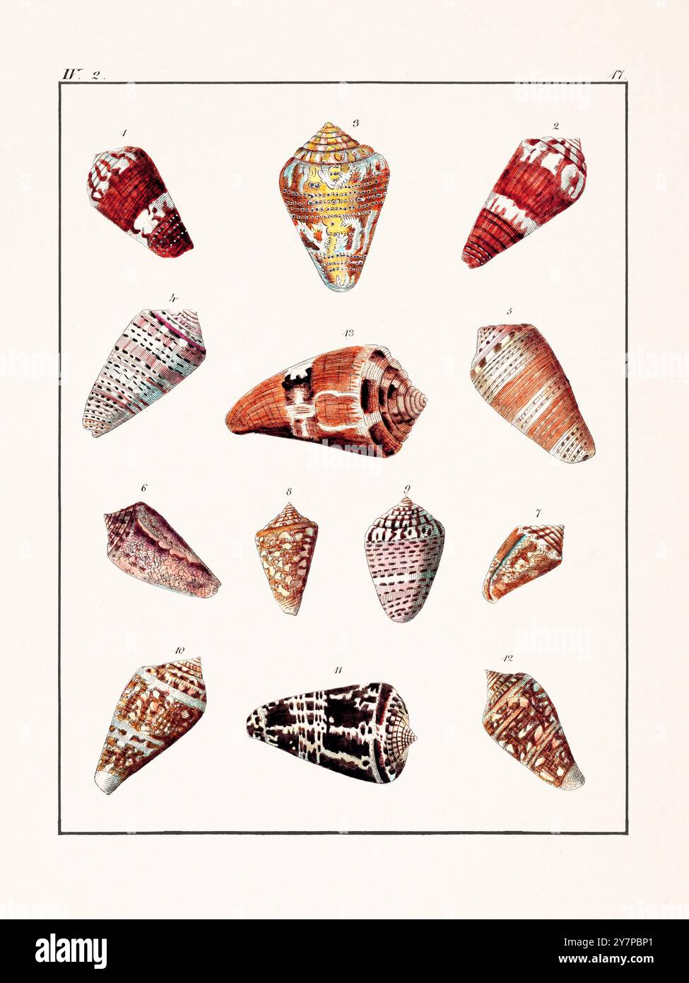 Seashell morphology hi-res stock photography and images - Alamy