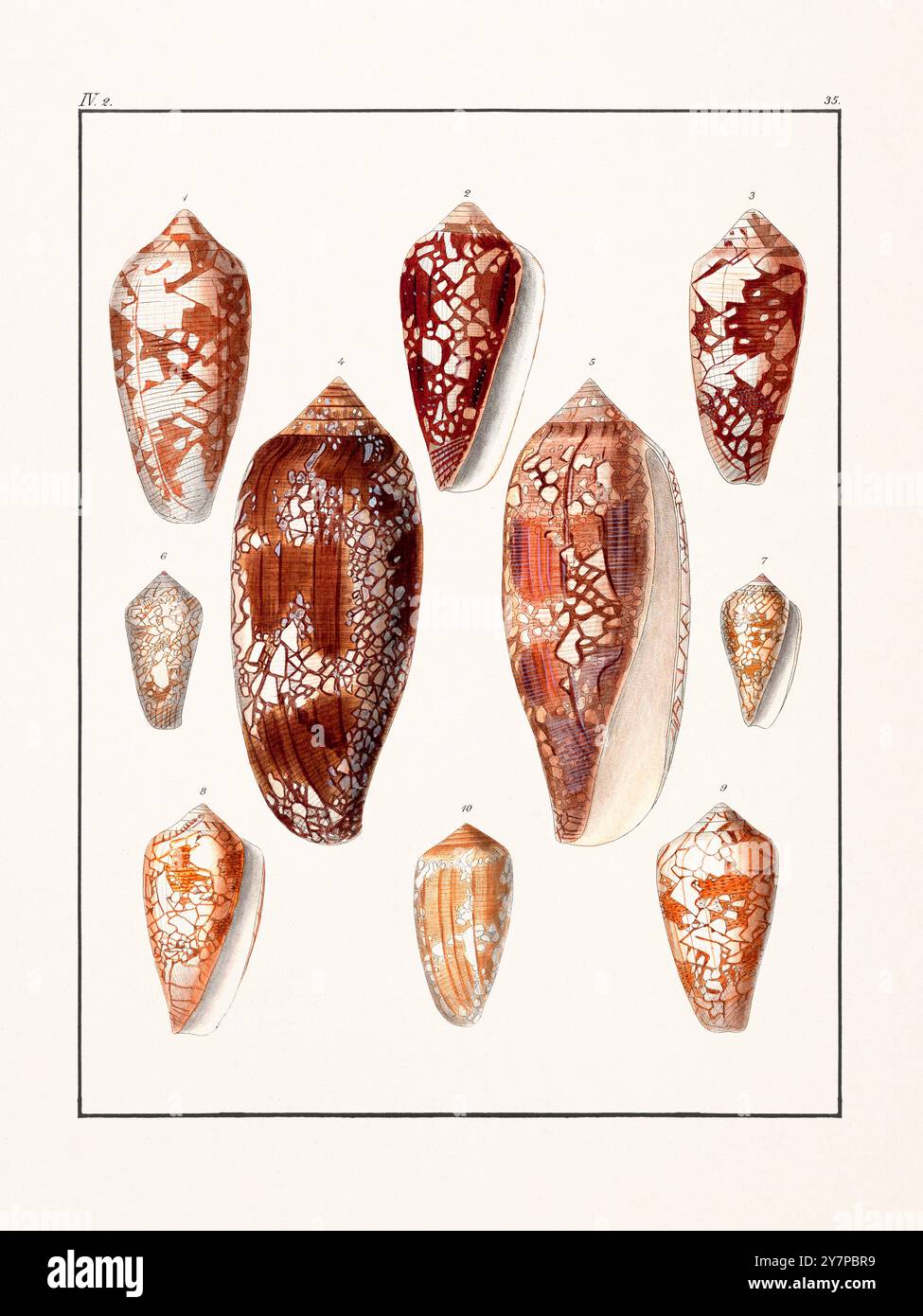 Collection of seashells. Vintage German illustration featuring ...