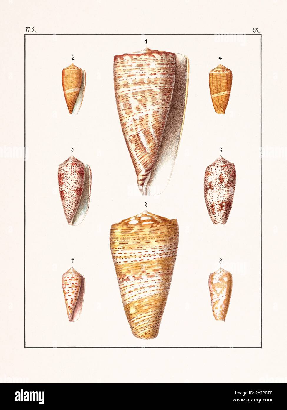 Collection of seashells. Vintage German illustration featuring ...
