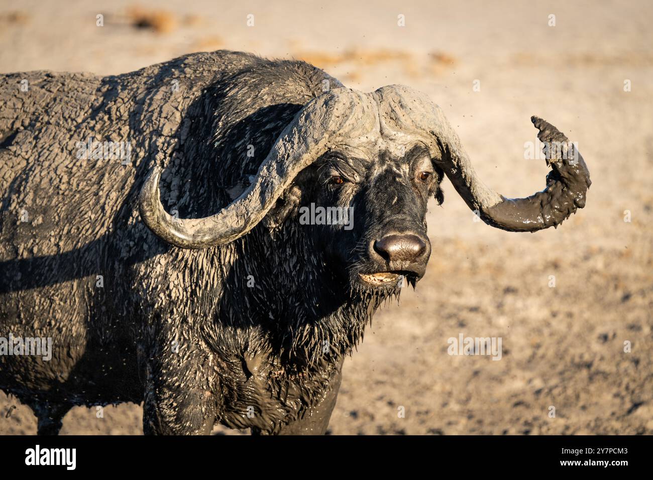 Strong buffalo hi-res stock photography and images - Alamy
