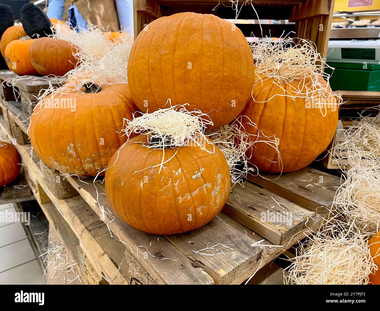 Pumpkins on a shelf in a supermarket. Orange large pumpkins for Halloween. Harvesting, harvest festival. Pumpkins decorated with hay. Buying and selli - Smartphone Captured Stock Image