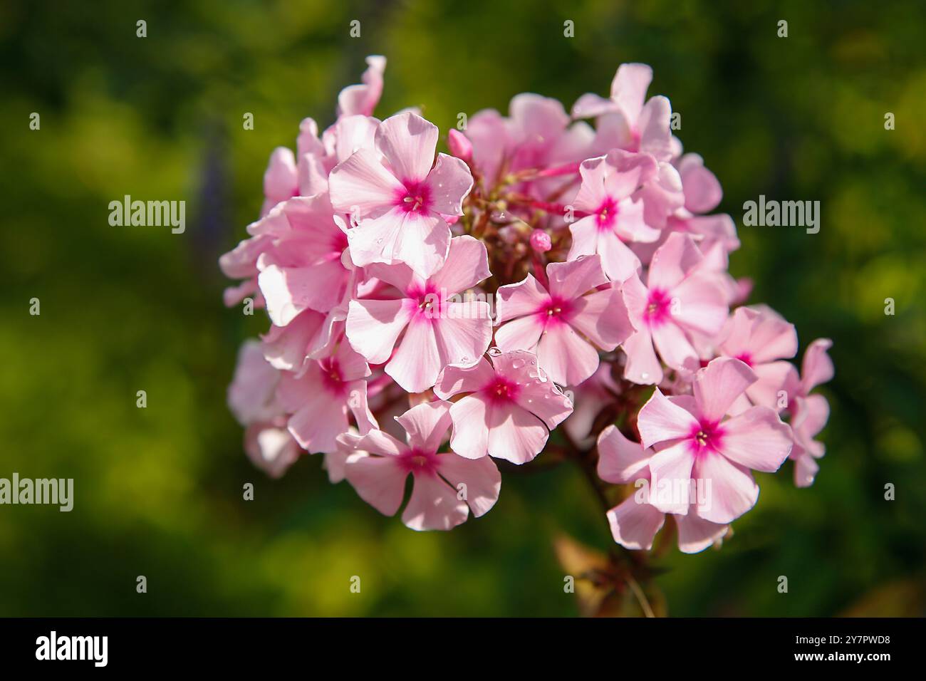 Beautiful clusters of delicate pink phlox flowers are blooming in a ...