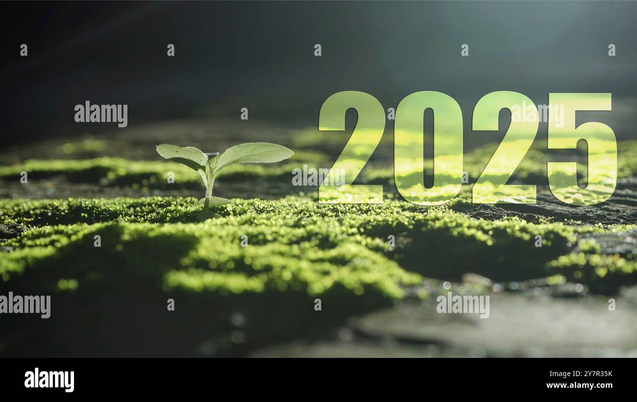 2025 Holidays event concept background with green plant and moss on dark background Stock Photo