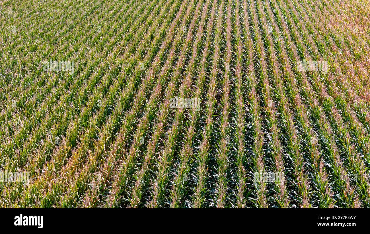 Corn maze iowa hi-res stock photography and images - Alamy
