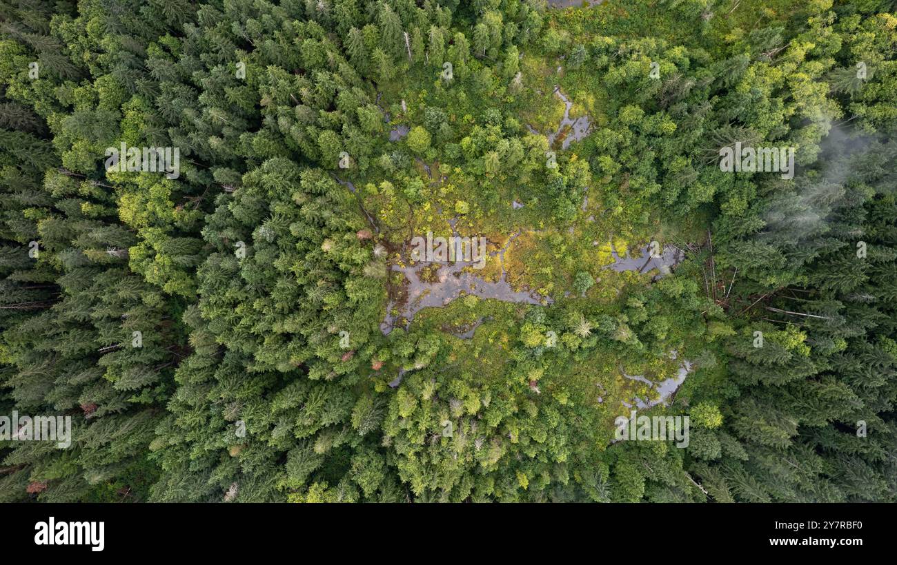 Aerial view of dense evergreen forest surrounding a swampy area with patches of greenery and water in a remote wilderness landscape. Stock Photo