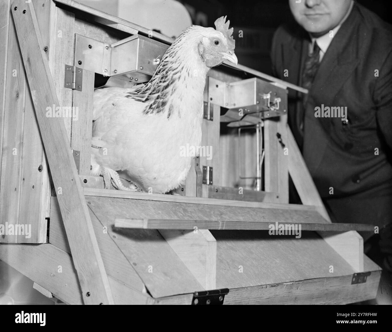 Hen fingerprinting hi res stock photography and images alamy