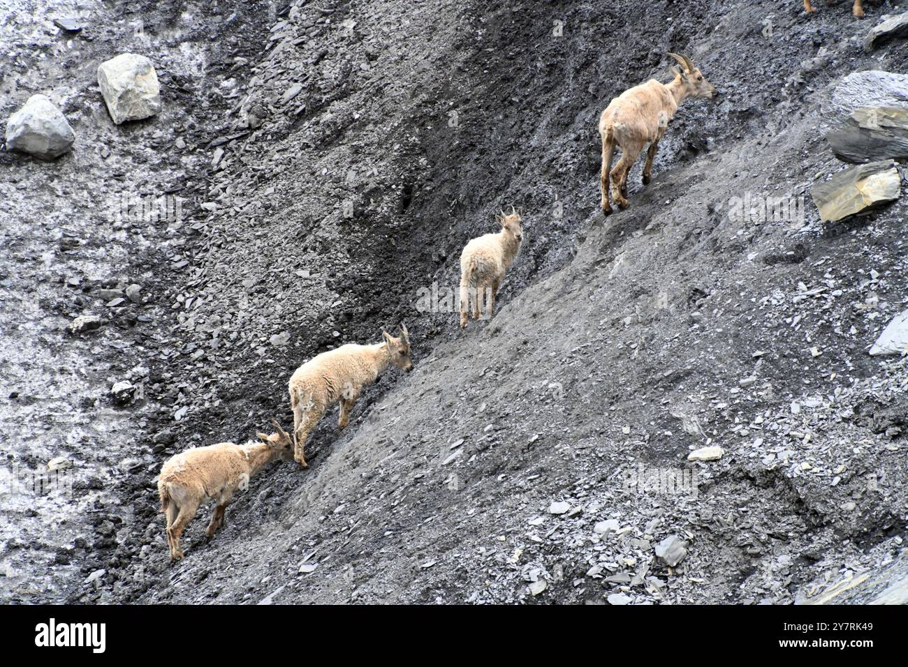 Row or Line of Young Alpine Ibex or Ibexes, Capra ibex, Climbing Scree Slope in the Mercantour National Park France Stock Photo