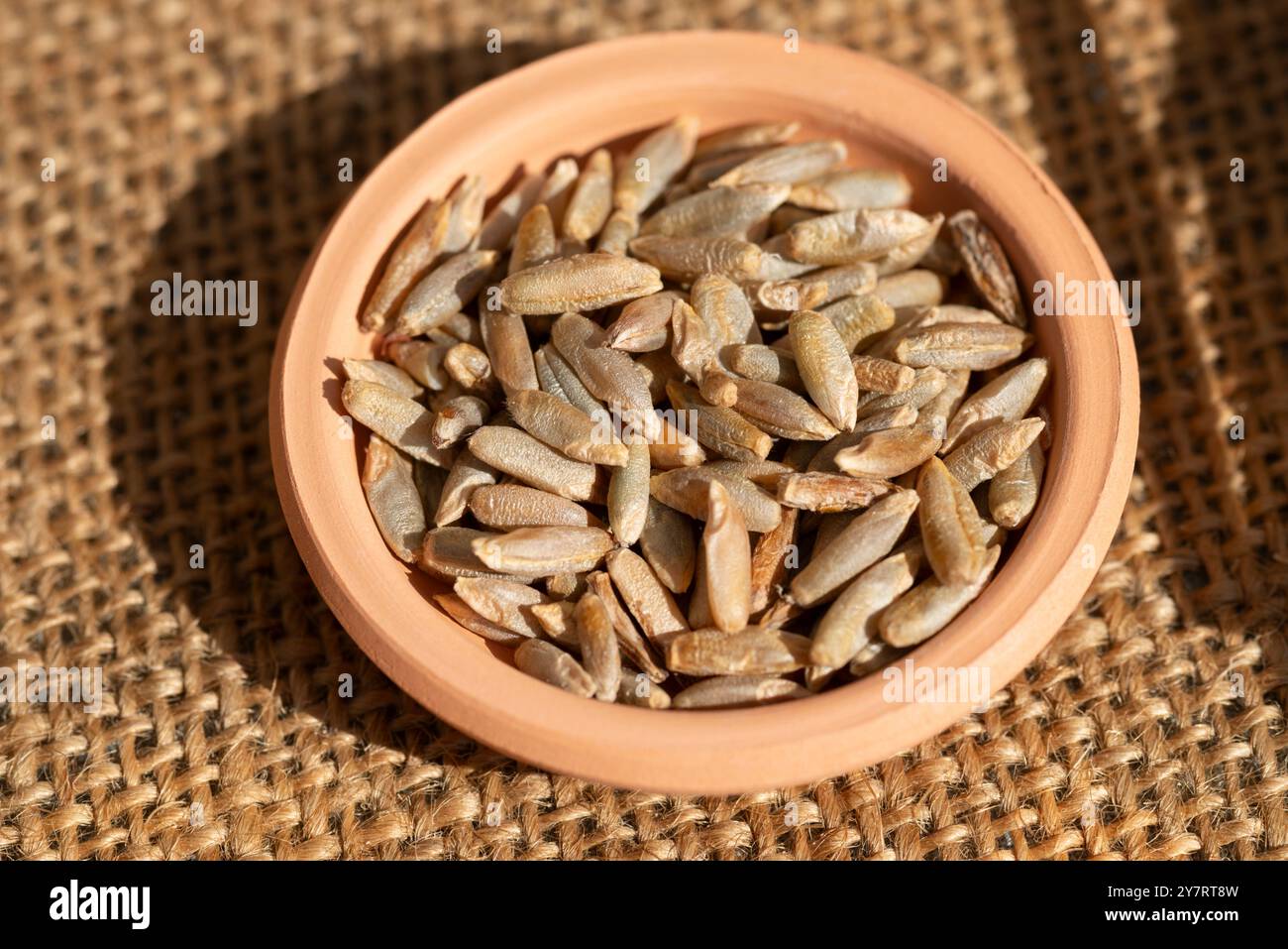 Rye Grains in Terracotta Bowl, Secale Cereale Stock Photo