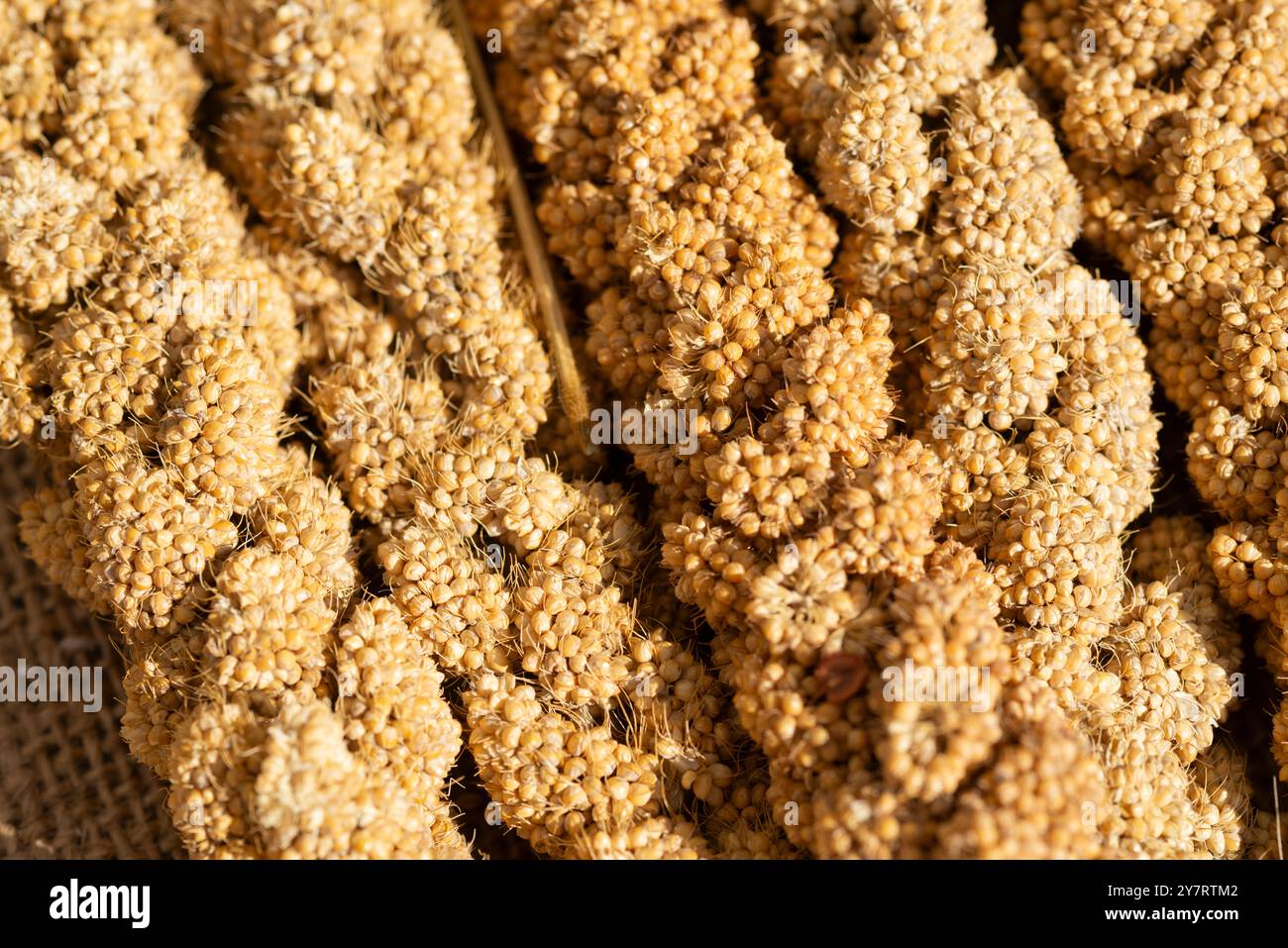 Millet seeds plant hi-res stock photography and images - Alamy