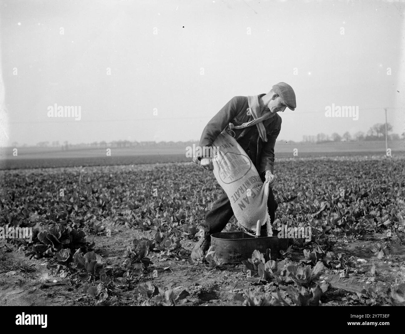 Applying nitrate of soda  - Offenham .   11 March 1948 Stock Photo