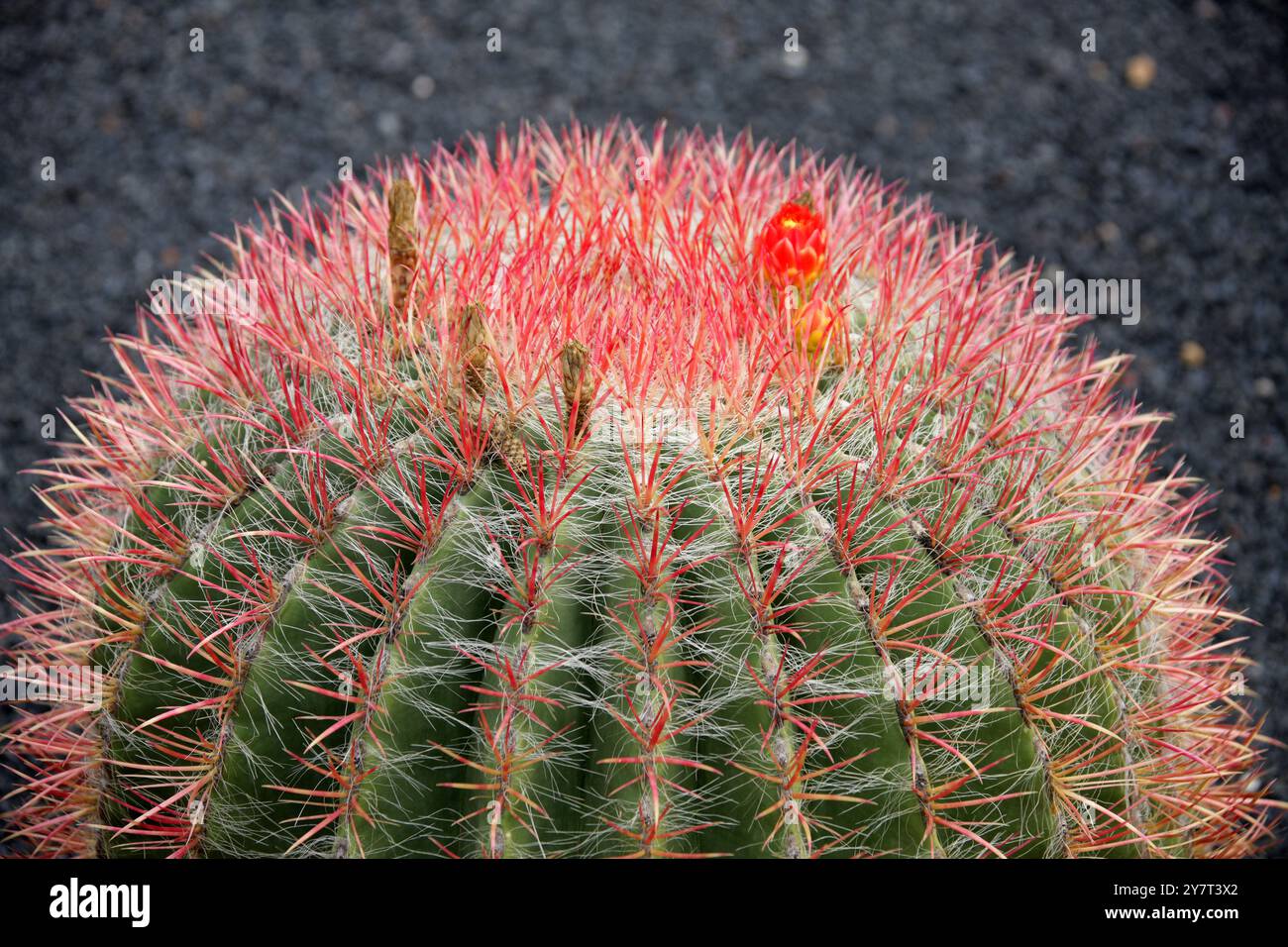 Fire Barrel Cactus, Ferocactus gracilis, Cactaceae. Mexico, Baja California.  Jardin de Cactus, Guatiza, Lanzarote, Canary Islands, Spain. Stock Photo