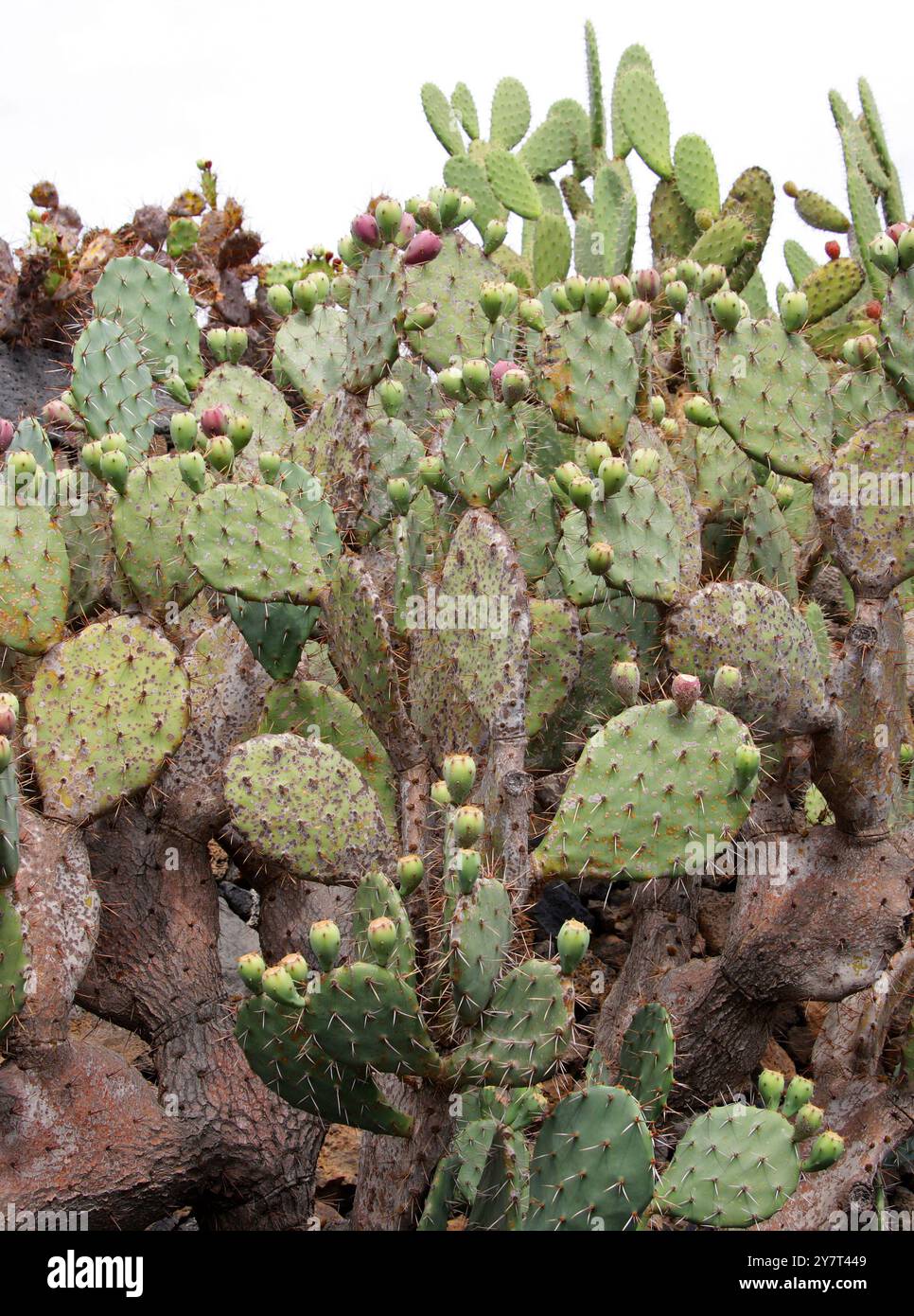 Prickly Pear Cactus, Opuntia robusta, Cactaceae. Mexico.  Jardin de Cactus, Guatiza, Lanzarote, Canary Islands, Spain. Stock Photo