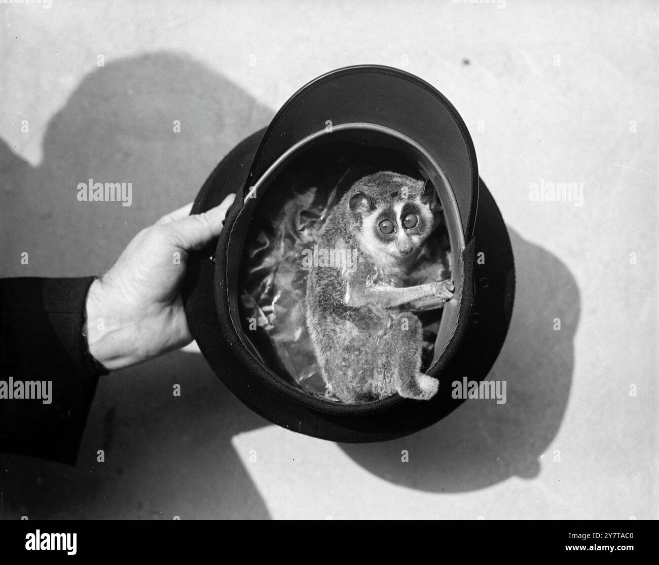 IN THE UPPER CIRCLE    There's room for a small one in the keepers hat - and Dopey, a slender loris from India, finds it as good a place as any from which to survey the passing show at the London Zoo. Dopey, a resident of the Rowton House, recently made his first television appearance.    9 January 1950 Stock Photo